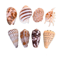 凯希慕 鱼缸天然贝壳海螺海星创意造景珊瑚卷贝鱼水族箱寄居蟹装饰品套餐