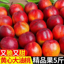 正宗黄心油桃 新鲜当季水果整箱孕妇蜜脆甜桃子 5斤 精品装