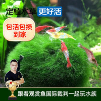 云峰海瑞 鱼缸造景真活体水草草坪水草种子鱼缸草缸造景水族箱装饰前景 绿藻球