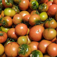京百味 铁皮西红柿草莓西红柿番茄4斤生鲜新鲜采摘蔬菜源头直发