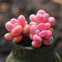 轩林美 多肉植物 贵货肉肉盆栽绿植花卉 桃蛋2-4cm