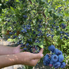 秋忆浓 蓝莓树果苗南北方特大蓝莓苗兔眼0.5cm粗两颗（每棵都结果）