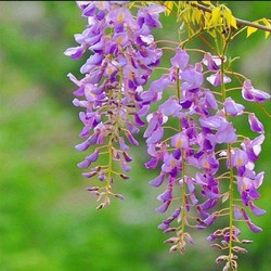 秋忆浓 紫藤花树苗带花苞爬藤植物老桩四季开花阳台庭院围墙绿植花卉盆栽