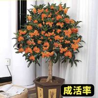与花同行 桂花树苗大树盆栽四季桂花卉阳台庭院室内开花金桂浓香老桩绿植物