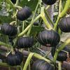 绿贝贝高产小南瓜种子板栗味秧蔬菜种籽苗孑惠和一号秧苗大全菜种