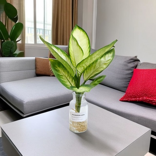 88VIP：朵屿花间 水培植物+玻璃瓶 玛丽安天堂鸟龙鳞春羽等