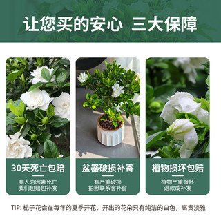 栀子花盆栽带花苞花卉植物室内四季开花阳台水培绿植树苗好养易活