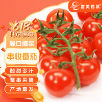 富美鹤城 串收樱桃番茄新鲜小西红柿酸甜多汁生吃水果番茄198g*4盒源头直发