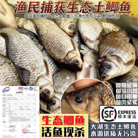 云映渔舟 微山湖生态野捕大鲫鱼(净膛) 活鱼现杀淡水鱼生鲜双层孕产妇炖汤 小号鲫鱼(每斤6-8条) 1斤