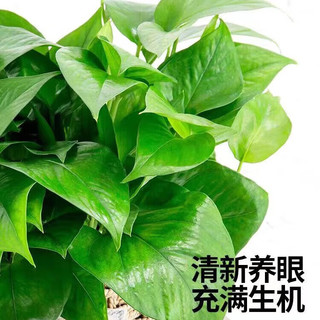 行湘 绿萝盆栽绿植盆栽室内植物花卉植物 绿萝1盆+0.5加仑盆 源头直发