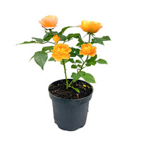 亿悦语 月季花小苗盆栽庭院四季开花花卉植物玫瑰花苗藤本爬藤多花蔷薇花