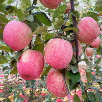 88VIP：LUOCHUAN APPLE 洛川苹果 陕西洛川苹果4.5斤中大果惠鲜达C