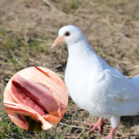 88VIP：田野尽头乳鸽鸽子肉1kg(3只装)新鲜现杀农家散养鲜活速冻生鲜鸽子