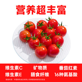 【香菇618】一颗大串番茄串收千禧小番茄西红柿新鲜自然熟车厘茄