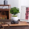 七里香盆景九里香植物盆栽办公室内客厅桌面书桌好养四季常青绿植