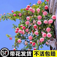 临雅 粉色龙沙宝石蔷薇爬藤本月季花苗盆栽四季浓香玫瑰花卉植物庭院开 高1米5左右升级款