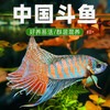西洲曲 中国斗鱼活鱼巨普冷水观赏鱼耐养不打氧小型鱼黄金叉鱼苗淡水混养