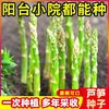 多年生芦笋种子四季绿色植物抗热耐寒冻不死高营养蔬菜种籽芦笋子