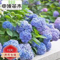 申堰 绣球花苗盆栽花卉植物室内无尽夏大花 6号无尽夏