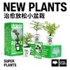 SUPER PLANTS 超级植物 请放松雾松盆栽花卉 生日礼物