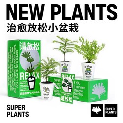 SUPER PLANTS 超级植物 请放松雾松盆栽花卉 生日礼物