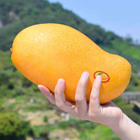 海南金煌芒果   凈重4.5斤   大果