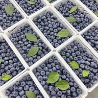 朵界 特大果 蓝莓 125g*12盒 单果15-18mm