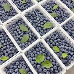 朵界 特大果 藍莓 125g*12盒 單果15-18mm