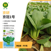 京研小白菜种子绿油菜上海青苏州青梗菜鸡毛菜奶白菜四季阳台蔬菜籽孑 京冠1号 5克
