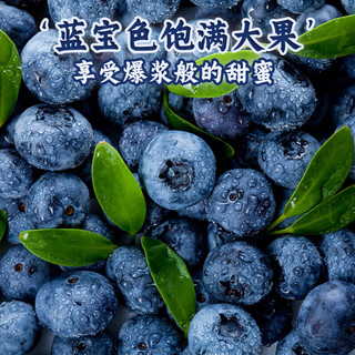 国产蓝莓 新鲜时令水果江苏大蓝莓整箱 甄选大果15-18mm