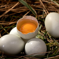 88VIP：雀淘 AA级新鲜绿壳鸡蛋40g*10枚农家散养青皮乌鸡蛋土笨柴鸡蛋早餐