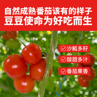 哪咤豆豆 生吃普罗旺斯西红柿沙瓤新鲜水果番茄现摘自然熟柿子
