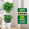 临雅 幸福树客厅盆栽大型绿植室内落地植物1.4-1.5m白色小梯形树脂盆