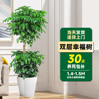 临雅 幸福树客厅盆栽大型绿植室内落地植物1.4-1.5m白色小梯形树脂盆
