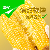 88VIP：喵滿分 東北玉米黃糯鮮食玉米220g*8穗非轉基因真空包裝