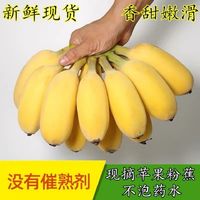千果门 广西苹果蕉粉蕉超甜薄皮当季新鲜水果香蕉新鲜正宗整箱5斤