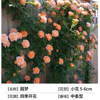 临雅粉色龙沙宝石蔷薇爬藤本月季花苗盆栽四季浓香玫瑰花卉植物庭院开 【甜梦】升级款