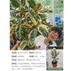  京东百亿补贴：海蒂的花园 橡皮树花金刚9cm盆 含盆　