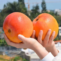 鲜里爽越南进口澳芒单果1斤起净重9斤