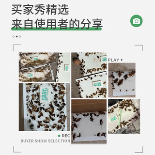 绿叶（Green Leaf）粘蟑螂板捕蟑螂药蟑螂贴母婴可用10片/盒GL02130ZZ 蟑螂粘板10片/盒