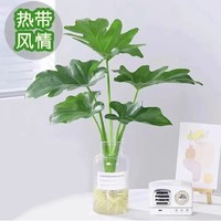 88VIP：花点时间 龙鳞春羽1株 赠广口玻璃瓶