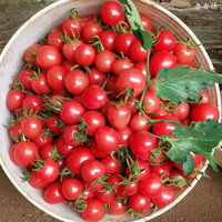 88VIP：鲁香德 小西红柿1斤3斤5斤小番茄山东千禧圣女果新鲜现摘樱桃应季水果