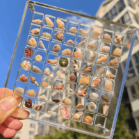 贤鹃 贝壳收纳盒亚克力透明微型石头海边标本相框展示收藏昆虫收集盒子