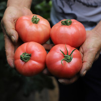 沙瓤西紅柿3斤，當季新鮮番茄品質甄選沙瓤水果蔬菜