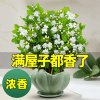 浓香茉莉花苗盆栽水培带花苞九里香老桩栀子花卉植物室内四季开花