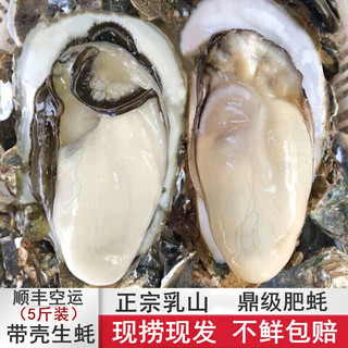 超朴生鲜【活鲜】生蚝鲜活 特大生蚝10斤新鲜海鲜水产海蛎牡蛎箱装 尝鲜XL(90g以上) 5斤实惠装【双人套餐】