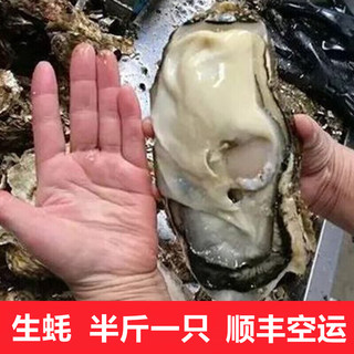 超朴生鲜【活鲜】生蚝鲜活 特大生蚝10斤新鲜海鲜水产海蛎牡蛎箱装 主推半斤1只5XL(250g及以上) 10斤性价比装【家庭聚会】