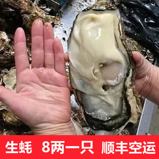 超朴生鲜【活鲜】生蚝鲜活 特大生蚝10斤新鲜海鲜水产海蛎牡蛎箱装 巨无霸肥蚝8XL（400g+） 5斤实惠装【双人套餐】