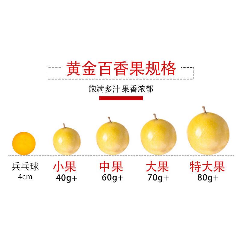 钦蜜9号黄金百香果 2斤单果60-70g中果 生鲜水果 源头直发