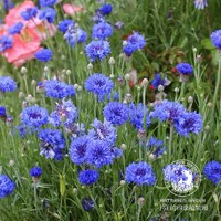 花而生 矮生藍色矢車菊 盆栽花籽 常綠 銀色植物 春季開花 陽臺庭院 觀葉